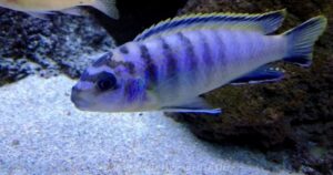 Tropheops kumwera 'Kanchedza Island'